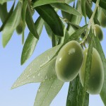 زیتون سبز امسال؛ خوشه ای ریز درشت مناسب ترشی روغن olive