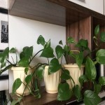 گلدان پلاستیکی دیواری؛ سنتی مدرن جنس پلی اتیلنی مناسب گل گیاه آپارتمانی