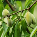 بادام درختی سبز؛ طبع گرم تر وزن (950 گرم) حفظ سلامت پوست مو Vitamin E