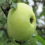 سیب درختی نهاوند؛ تازه سالم آبدار حاوی آنتی اکسیدان