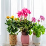 گیاهان آپارتمانی گلدار (تزئینی) نور کم هوای ملایم انرژی مثبت تسویه ی هوا