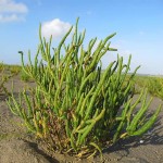 سالیکورنیا گیاه (مارچوبه دریایی لوبیای دریایی) سبز ترد شور ساقه بند بند