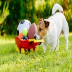 اسباب بازی برای سگ؛ جنس پارچه ای پلاستیکی بادوام مانع افسردگی toy