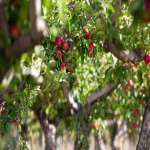 سیب درختی مهاباد؛ کنترل قند خون مانع پوکی استخوان حاوی کلسیم Vitamin A