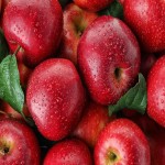 سیب در مشگین شهر؛ سرخ گلاب زرد خاصیت ضد پیری حاوی ویتامین C