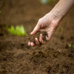 خاک نرم؛ رس ماسه ای سیلتی مناسب کشاورزی مقاوم سازی ساختمان