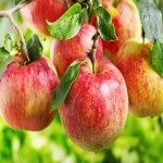سیب درختی مشهد؛ زرد قرمز شیرین آب دار 3 ویتامین A C K