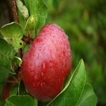 سیب درختی قرمز؛ طبع گرم تر تقویت بینایی مناسب (کنسانتره آبمیوه کمپوت)