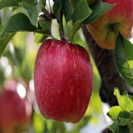 سیب درختی برای معده؛ خام کمپوت ضد سرطان پتاسیم Apple tree