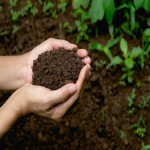 خاک برگ؛ زهکشی خوب مقاوم برابر آفت مناسب گیاهان آپارتمانی زینتی