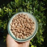 لوبیا چیتی بدنسازی؛ رفع بیماری کلیوی پوکی استخوان تولید کشور Uzbekistan