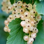 انگور فرنگی سفید؛ تیغ دار بدون دانه درمان میگرن سردرد grape