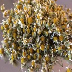 گل بابونه ایرانی؛ کیسه ای خشک شده تقویت سیستم ایمنی بدن درمان عفونت