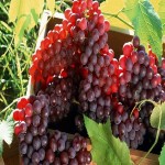 انگور یاقوتی گراش؛ سرخ بدون دانه تولید سیستان بلوچستان