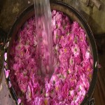 گلاب عالیات؛ گل محمدی تازه خوش عطر درمان بیماری Rose