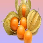 میوه خشک فیسالیس (چیپس) ارگانیک بدون قند 2 طعم شیرین ترش