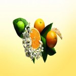 کنسانتره پرتقال ترنج؛ نئوریوسیترین نارنجین طبع گرم زرد Bergamot orange