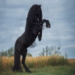 اسب پاپری مشکی؛ عرب ترکمن پونی دارای عضلات درشت موی ضخیم