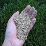 بذر چمن فوتبال؛ آبیاری روزانه 1 بار مناسب خاک رسی