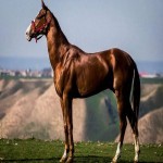 اسب ترکمن یلقوش؛ قهوه ای مشکی سفید قد (150 160) سانتی متر