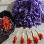 زعفران برای سرماخوردگی؛ ارگانیک طبیعی کروسین ضد سرطان saffron