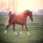 اسب عرب قرمز؛ پوزه کوچک عضلات قوی درشت قد (145 164) سانتی متر