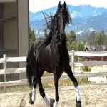 اسب یورقه آمریکایی؛ کلاید سدال سفید طول عمر 40 years