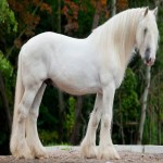 اسب شایر سفید؛ یال ابریشمی پرورش آسیای میانه آفریقا USA