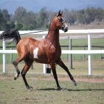 اسب عرب فیگارو (سبک تنومند)  اصیل زیبا 140 160 قد