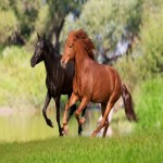 اسب عربی جنگی؛ سرعت بالا قد 1 تا 2 متری 400 کیلویی رنگ (سفید سیاه)