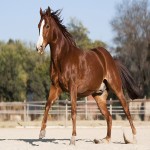 اسب ترکمن قاینار؛ لاغر چالاک مناسب باربری قد 160 سانتی متر