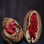 گردو قرمز آمریکایی؛ سلامت قلب طعم شیرین walnut