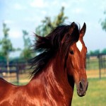 اسب ترکمن قرمز؛ نر ماده جثه عضلانی مناسب مسابقات Horse