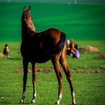اسب ترکمن قد بلند؛ اسکلت قوی قدرتمند 2متر رنگ (خاکستری طلایی)