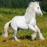 اسب پاپر سفید؛ سر کشیده چشم درشت نژاد انگلیسی قد 180cm