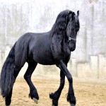 اسب انگلیسی مشکی؛ تیزپا استخوانبندی قوی وزن (450 550) کیلوگرم