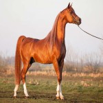 اسب ترکمن جرگلان؛ جثه بدنی قوی شناسنامه دار قد 160 سانتی متر
