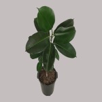 قلمه گل فیکوس (گیاه آپارتمانی) لیراتا الاستیکا جنگلی قد 15cm