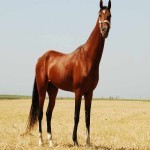اسب چاپار؛ قهوه ای سیاه سفید نژاد ترکمن (عرب ایرانی)
