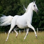 اسب ارمنستان (قره باغ) پرشین گاباردین ترکمن استقامت توان عضلانی high