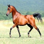 اسب قهرمان بویراحمد ؛ جوان مادیان 2 رنگ سیاه طلایی قد (145 150) سانتی متر