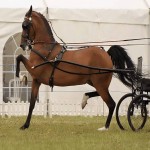 اسب بارکش هلندی؛ خونگرم سرد استخوان بندی قوی 700kg
