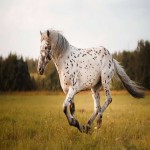 اسب سرخپوستی؛ آپالوسا پینت پوست خال خالی قد (147 162) سانتی متر