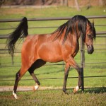 اسب سوارکاری عرب؛ باهوش قد کوتاه 2 رنگ قهوه ای black