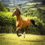 اسب سیلمی دره شور؛ ایرانی قد (150 155) سانتی متر قهوه ای سرعت بالا