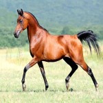 اسب اصیل لر؛ بومی ایران اندام کشیده سرعت قدرت بدنی عالی horse