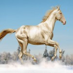 اسب صدادار؛ نریان مادیان نژاد (جیبسی مینیاتوری) 2 رنگ کهربایی سفید