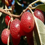 انگور جنگلی سردشت؛ کوهستانی سیاه قرمز 2 نوع ارگانیگ طبیعی grape
