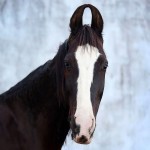 اسب هندی گوش خنجری؛ پرشی معمولی جثه دار 2 رنگ قهوه ای سیاه Horse
