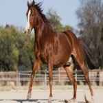 اسب کاسپین زیبا؛ چالاک سریع رنگ (قهوه ای سفید مشکی) قد 127cm